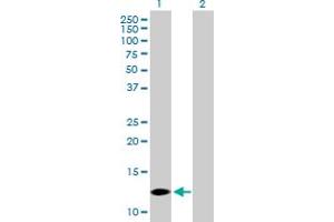 Western Blot analysis of COX7A2L expression in transfected 293T cell line by COX7A2L MaxPab polyclonal antibody.
