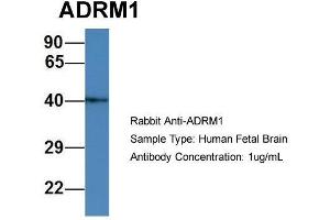 Host: Rabbit  Target Name: ADRM1  Sample Tissue: Human Fetal Brain  Antibody Dilution: 1. (ADRM1 antibody  (C-Term))