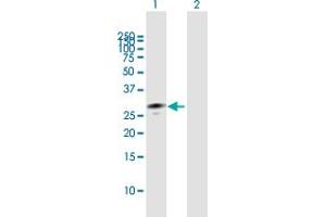 Western Blot analysis of MPZL1 expression in transfected 293T cell line by MPZL1 MaxPab polyclonal antibody.