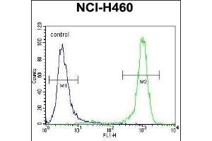CHRND Antibody (Center) (ABIN655604 and ABIN2845088) flow cytometric analysis of NCI- cells (right histogram) compared to a negative control cell (left histogram). (CHRND antibody  (AA 168-196))