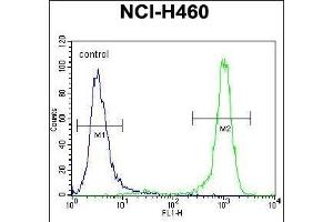 CHRND Antibody (Center) (ABIN655604 and ABIN2845088) flow cytometric analysis of NCI- cells (right histogram) compared to a negative control cell (left histogram). (CHRND antibody  (AA 168-196))