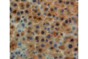 IHC-P analysis of liver tissue, with DAB staining. (Apolipoprotein M antibody  (AA 20-190))