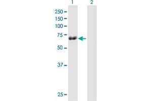 Western Blot analysis of TRIM29 expression in transfected 293T cell line by TRIM29 MaxPab polyclonal antibody. (TRIM29 antibody  (AA 1-588))