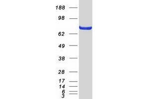 Validation with Western Blot (TNIP1 Protein (Myc-DYKDDDDK Tag))
