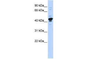 WB Suggested Anti-RBMXL2 Antibody Titration:  0. (RBMXL2 antibody  (Middle Region))