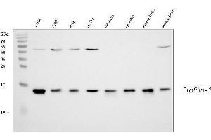 Western blot analysis of Profilin1 using anti-Profilin1 antibody (ABIN3043603). (PFN1 antibody  (C-Term))