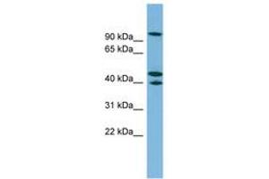 Image no. 1 for anti-Exocyst Complex Component 5 (EXOC5) (AA 107-156) antibody (ABIN6744945) (EXOC5 antibody  (AA 107-156))
