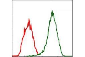 Flow cytometric analysis of Jurkat cells using MSN mouse mAb (green) and negative control (red). (Moesin antibody)