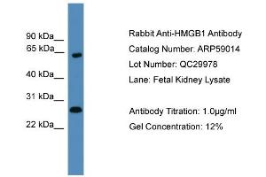 WB Suggested Anti-HMGB1  Antibody Titration: 0. (HMGB1 antibody  (Middle Region))