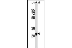 OR1N1 antibody  (C-Term)