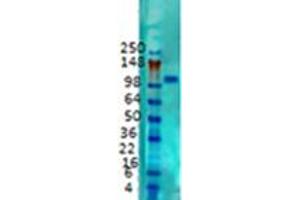 Kv2. (Kv2.1/KCNB1 antibody  (C-Term))