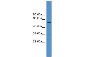 WB Suggested Anti-Dct Antibody Titration:  0. (DCT antibody  (Middle Region))