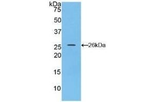 Detection of Recombinant CX43, Rat using Polyclonal Antibody to Connexin 43 (CX43) (Connexin 43/GJA1 antibody  (AA 180-382))