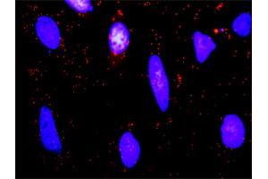 Proximity Ligation Analysis of protein-protein interactions between BTC and ERBB2. (Betacellulin antibody  (AA 1-178))