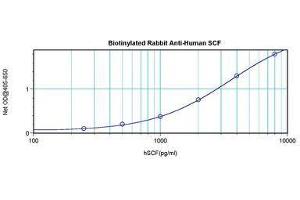 Image no. 1 for anti-KIT Ligand (KITLG) antibody (Biotin) (ABIN465584) (KIT Ligand antibody  (Biotin))