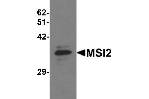 Western blot analysis of MSI2 in EL4 cell lysate with MSI2 antibody at 1 µg/mL. (MSI2 antibody  (N-Term))