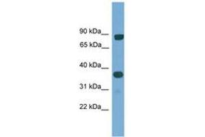 Image no. 1 for anti-KH Domain Containing, RNA Binding, Signal Transduction Associated 2 (KHDRBS2) (AA 30-79) antibody (ABIN6745505) (KHDRBS2 antibody  (AA 30-79))