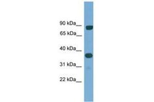 Image no. 1 for anti-KH Domain Containing, RNA Binding, Signal Transduction Associated 2 (KHDRBS2) (AA 30-79) antibody (ABIN6745505) (KHDRBS2 antibody  (AA 30-79))