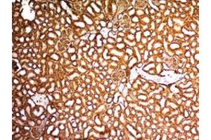 Immunohistochemical staining (Formalin-fixed paraffin-embedded sections) of mouse kidney with WT1 monoclonal antibody, clone WT1/857 . (WT1 antibody)