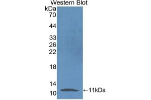 Figure. (Neuregulin 4 antibody  (AA 1-62))