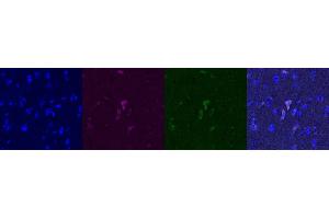 Immunohistochemistry (IHC) image for anti-G-Protein Signaling Modulator 1 (GPSM1) antibody (ABIN7456161) (GPSM1 antibody)