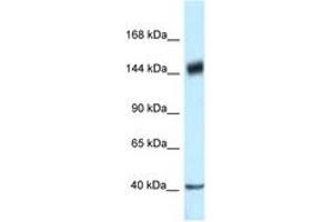 Image no. 1 for anti-Proline-, Glutamic Acid- and Leucine-Rich Protein 1 (PELP1) (AA 791-840) antibody (ABIN6747345) (PELP1 antibody  (AA 791-840))