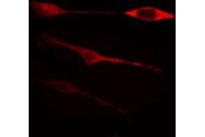 Immunofluorescence (fixed cells) (IF/ICC) image for anti-Sodium Potassium ATPase, alpha1 (ATP1A1) (N-Term) antibody (ABIN6260140)