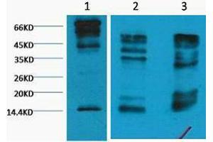 Western Blotting (WB) image for anti-Histone 3 (H3) (H3K9me3) antibody (ABIN3178653) (Histone 3 antibody  (H3K9me3))
