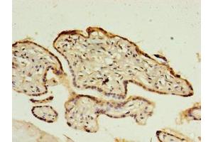 Immunohistochemistry of paraffin-embedded human placenta tissue using ABIN7148349 at dilution of 1:100 (CTRP6 antibody  (AA 47-278))
