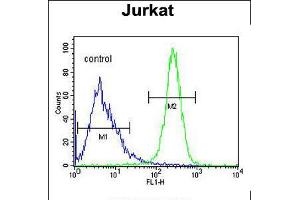 Flow cytometric analysis of Jurkat cells (right histogram) compared to a negative control cell (left histogram). (ANGEL1 antibody  (C-Term))