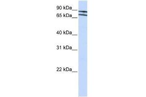ZNF572 antibody used at 0. (ZNF572 antibody  (N-Term))