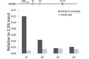 Immunoprecipitation (IP) image for anti-PR Domain Containing 14 (PRDM14) antibody (ABIN1876766) (PRDM14 antibody)