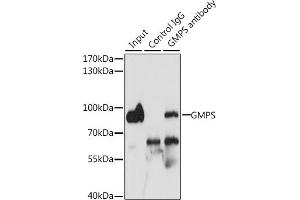 Immunoprecipitation analysis of 200 μg extracts of MCF-7 cells, using 3 μg GMPS antibody (ABIN6133520, ABIN6141190, ABIN6141191 and ABIN6222293). (GMP Synthase antibody  (AA 394-693))