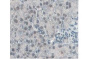 IHC-P analysis of Mouse Pancreas Tissue, with DAB staining. (CCL2 antibody  (AA 24-96))
