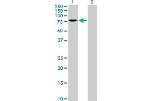 Western Blot analysis of CNOT2 expression in transfected 293T cell line by CNOT2 MaxPab polyclonal antibody. (CNOT2 antibody  (AA 1-540))