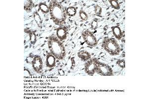 Human kidney (KIF25 antibody  (C-Term))
