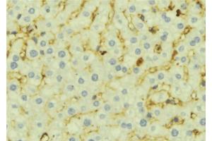ABIN6276944 at 1/100 staining Mouse liver tissue by IHC-P. (CCL21 antibody  (C-Term))