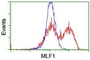 HEK293T cells transfected with either RC202774 overexpress plasmid (Red) or empty vector control plasmid (Blue) were immunostained by anti-MLF1 antibody (ABIN2455826), and then analyzed by flow cytometry. (MLF1 antibody)