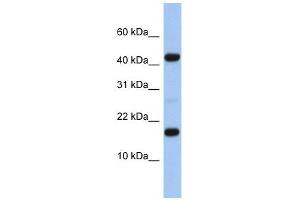 FLJ37543 antibody used at 1 ug/ml to detect target protein. (FLJ37543 antibody  (N-Term))