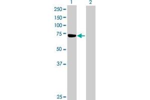 Western Blot analysis of ZNF471 expression in transfected 293T cell line by ZNF471 MaxPab polyclonal antibody. (ZNF471 antibody  (AA 1-626))
