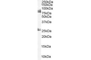 ABIN184904 staining (1µg/ml) of Human Testes lysate (RIPA buffer, 35µg total protein per lane).