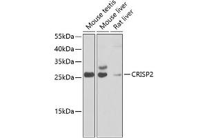 Western blot analysis of extracts of various cell lines, using CRISP2 antibody  at 1:1000 dilution. (CRISP2 antibody  (AA 22-243))