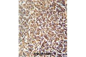 ZNF98 antibody (C-term) immunohistochemistry analysis in formalin fixed and paraffin embedded human lymphnode followed by peroxidase conjugation of the secondary antibody and DAB staining.
