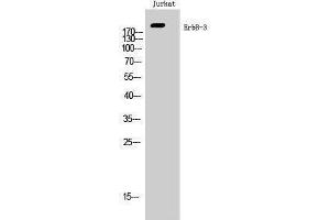 Western Blotting (WB) image for anti-Receptor Tyrosine-Protein Kinase ErbB-3 (ERBB3) (Ser359) antibody (ABIN3184531) (ERBB3 antibody  (Ser359))
