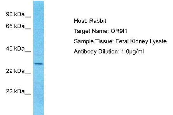 OR9I1 antibody  (C-Term)