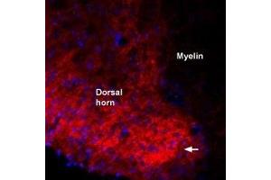 Expression of proBDNF in rat spinal cordImmunohistochemical staining of immersion-fixed, free floating rat spinal cord frozen sections using Guinea pig Anti-proBDNF Antibody (ABIN7043557, ABIN7045388 and ABIN7045389), (1:1000). (Pro-Brain-Derived Neurotrophic Factor (proBDNF) Peptide)