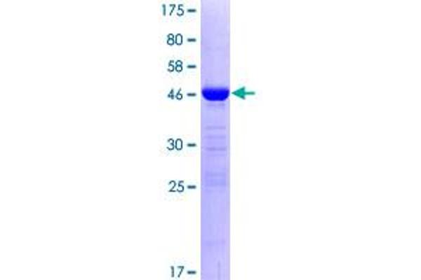 RBM8A Protein (AA 1-174) (GST tag)