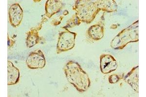 Immunohistochemistry of paraffin-embedded human placenta tissue using ABIN7161704 at dilution of 1:100 (SCP2 antibody  (AA 1-322))