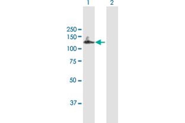 MCM10 antibody  (AA 1-874)
