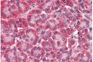 Human Pancreas (formalin-fixed, paraffin-embedded) stained with CARD6 antibody ABIN337011 at 5 ug/ml followed by biotinylated anti-goat IgG secondary antibody ABIN481715, alkaline phosphatase-streptavidin and chromogen. (CARD6 antibody  (AA 2-15))